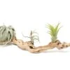 Medium Single Branch Grapewood Display - Choose Custom Tillandsia Air Plants