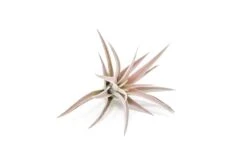 The Elegant Collection Of 5 Tillandsia Air Plants + 1 Year Fertilizer Pack -Air plant supply co. Tillandsia Air Plant Harrisii 1 61d830cd 3d92 4ba2 85f6 6601715d896e