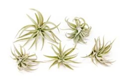 Tillandsia Harrisii Air Plants -Air plant supply co. Tillandsia Air Plant Harrisii 1 8fb735d6 0a37 41a3 9054 936b977bfb97