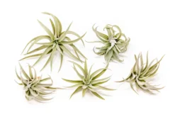Tillandsia Harrisii Air Plants -Air plant supply co. Tillandsia Air Plant Harrisii 1 8fb735d6 0a37 41a3 9054 936b977bfb97 scaled