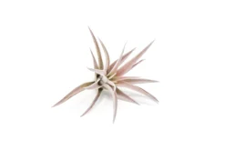 SALE - The Elegant Collection Of Tillandsia Air Plants - Set Of 10, 20, Or 30 - 60% Off -Air plant supply co. Tillandsia Air Plant Harrisii 1 cc92d8dd ec04 4c01 8dd5 81b5b581f9b9 scaled