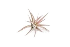 Tillandsia Harrisii Air Plants -Air plant supply co. Tillandsia Air Plant Harrisii 2 2 21379f99 b1a4 4460 8eec 58b0d22a4a74