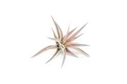 The Elegant Collection Of Tillandsia Air Plants -Air plant supply co. Tillandsia Air Plant Harrisii 2 2 6fadb6d1 cf65 435d ba2f 777312be0d74 scaled