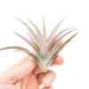 Tillandsia Harrisii Air Plants