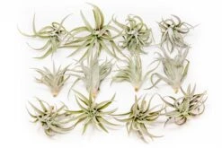 Tillandsia Harrisii Air Plants -Air plant supply co. Tillandsia Air Plant Harrisii 3 12b57047 0057 45aa a8b5 08b452317d2e