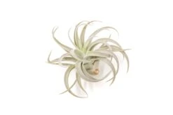 Tillandsia Harrisii Air Plants -Air plant supply co. Tillandsia Air Plant Harrisii 4 1 1922f47b 6d26 4df0 b3bf f8a456faf8d8