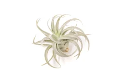 Large Tillandsia Air Plant Variety Pack - 5 Big Plants -Air plant supply co. Tillandsia Air Plant Harrisii 4 745bf44a 7a71 4dea a5b4 e427d8041ef0 scaled