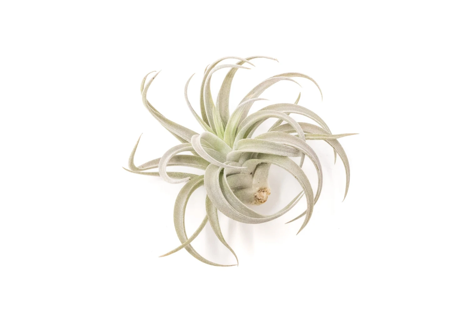 Large Tillandsia Harrisii Air Plants / 5-7 Inch Plants 2 Large Tillandsia Harrisii Air Plants / 5-7 Inch Plants - Image 2