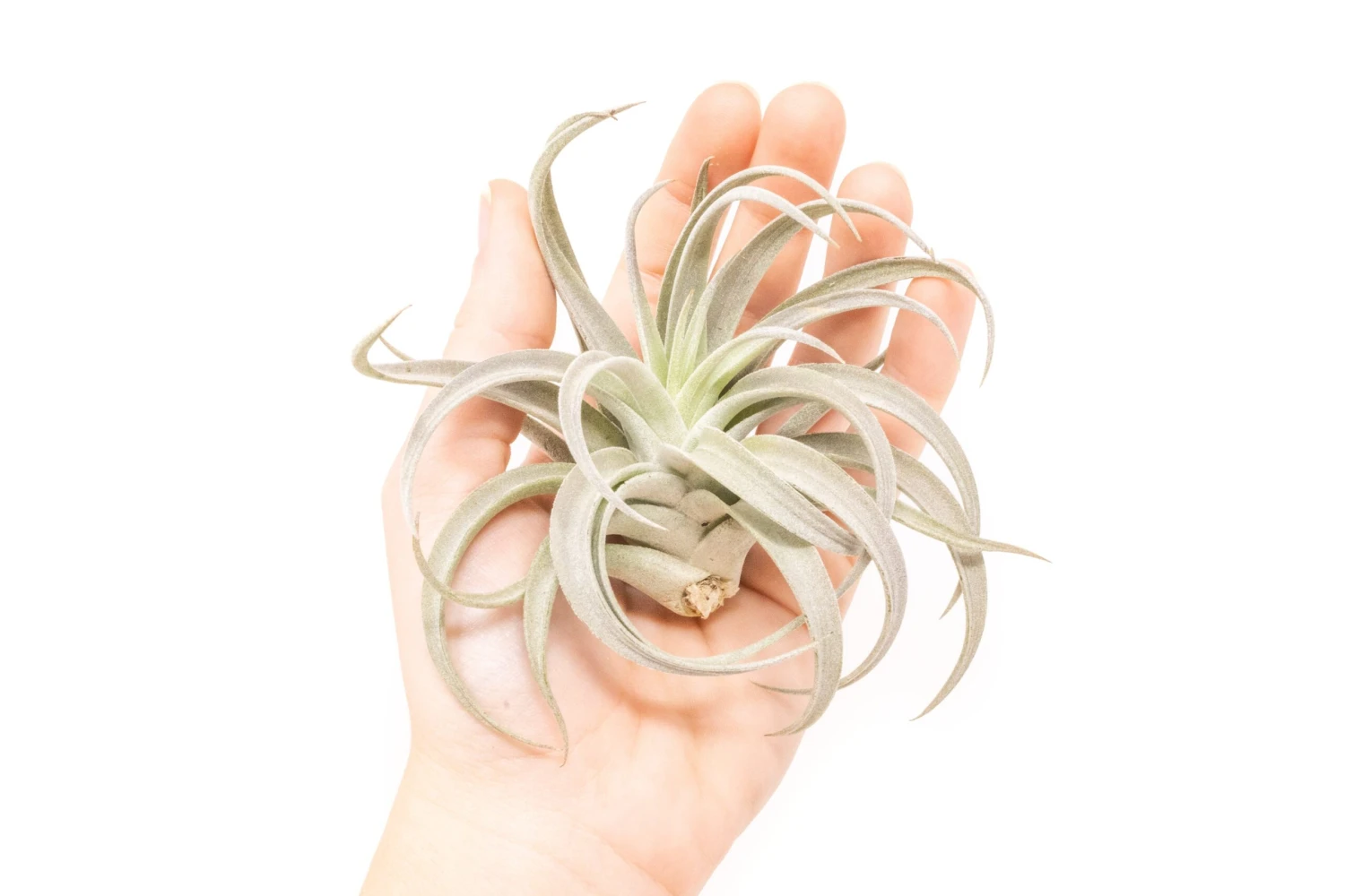 Large Tillandsia Harrisii Air Plants / 5-7 Inch Plants 1 Large Tillandsia Harrisii Air Plants / 5-7 Inch Plants