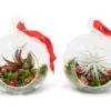 Festive Forest Terrarium/Ornaments With Custom Air Plant