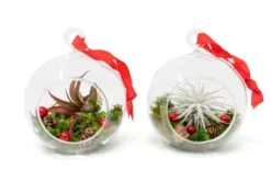 Festive Forest Terrarium/Ornaments With Custom Air Plant