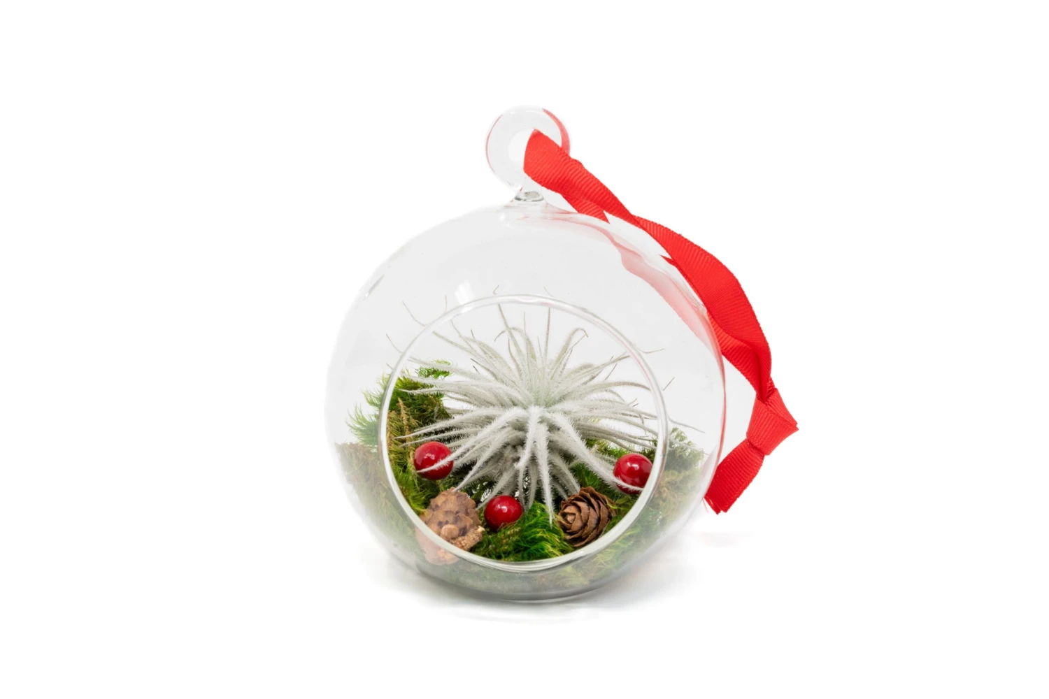Festive Forest Terrarium/Ornaments With Custom Air Plant 3 Festive Forest Terrarium/Ornaments With Custom Air Plant - Image 3