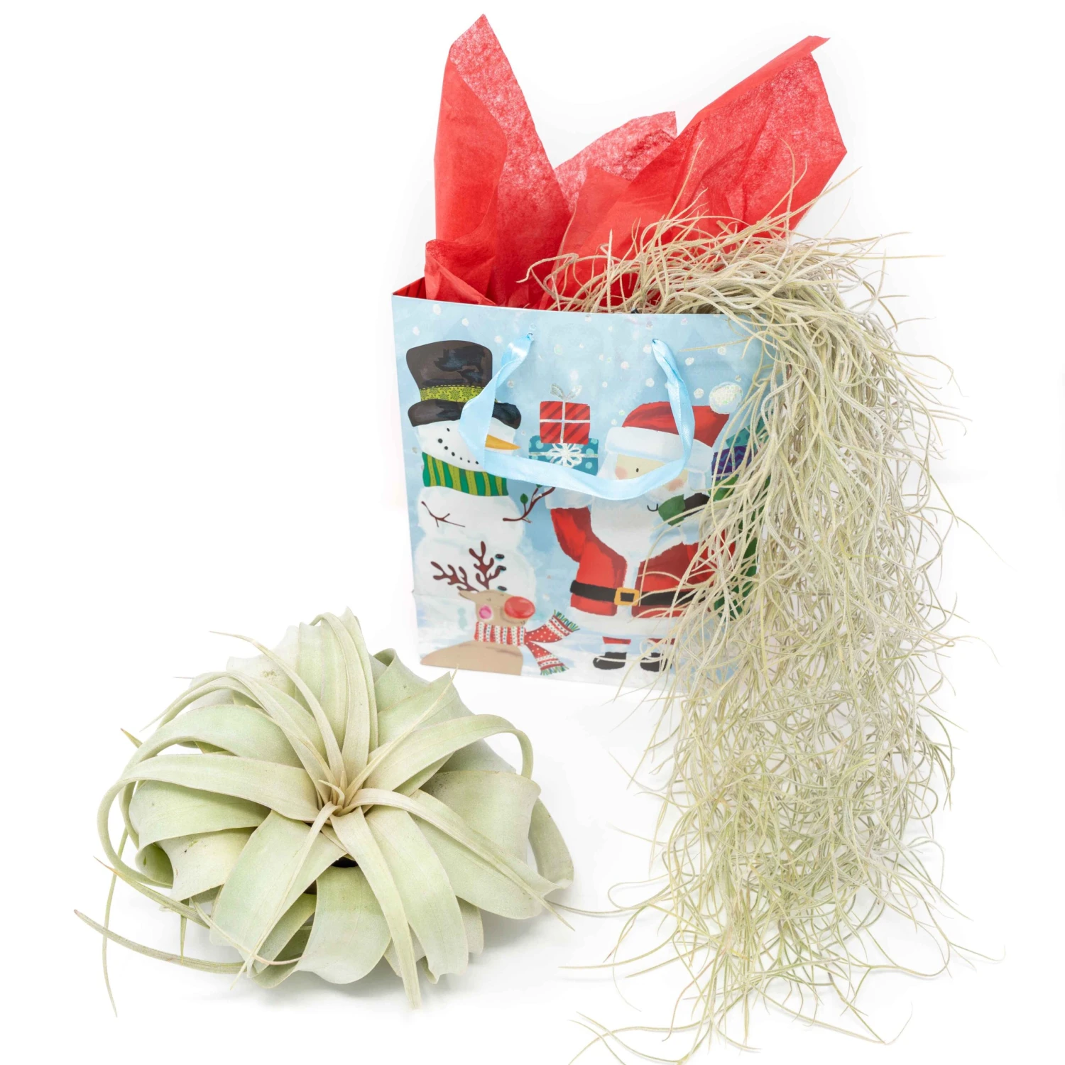 Holiday Gift Wrapped Tillandsia Xerographica With Spanish Moss 1 Holiday Gift Wrapped Tillandsia Xerographica With Spanish Moss