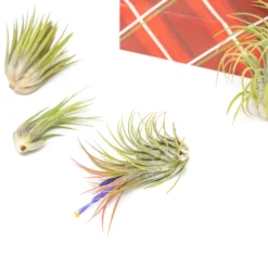 Air plant supply co. -Air plant supply co. Tillandsia Air Plant Holiday Gift Wrap 5 scaled