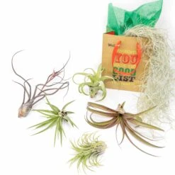 Holiday Gift Wrapped Premium Assortment Of 5 Tillandsia Air Plants With Spanish Moss