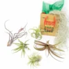Holiday Gift Wrapped Premium Assortment Of 5 Tillandsia Air Plants With Spanish Moss