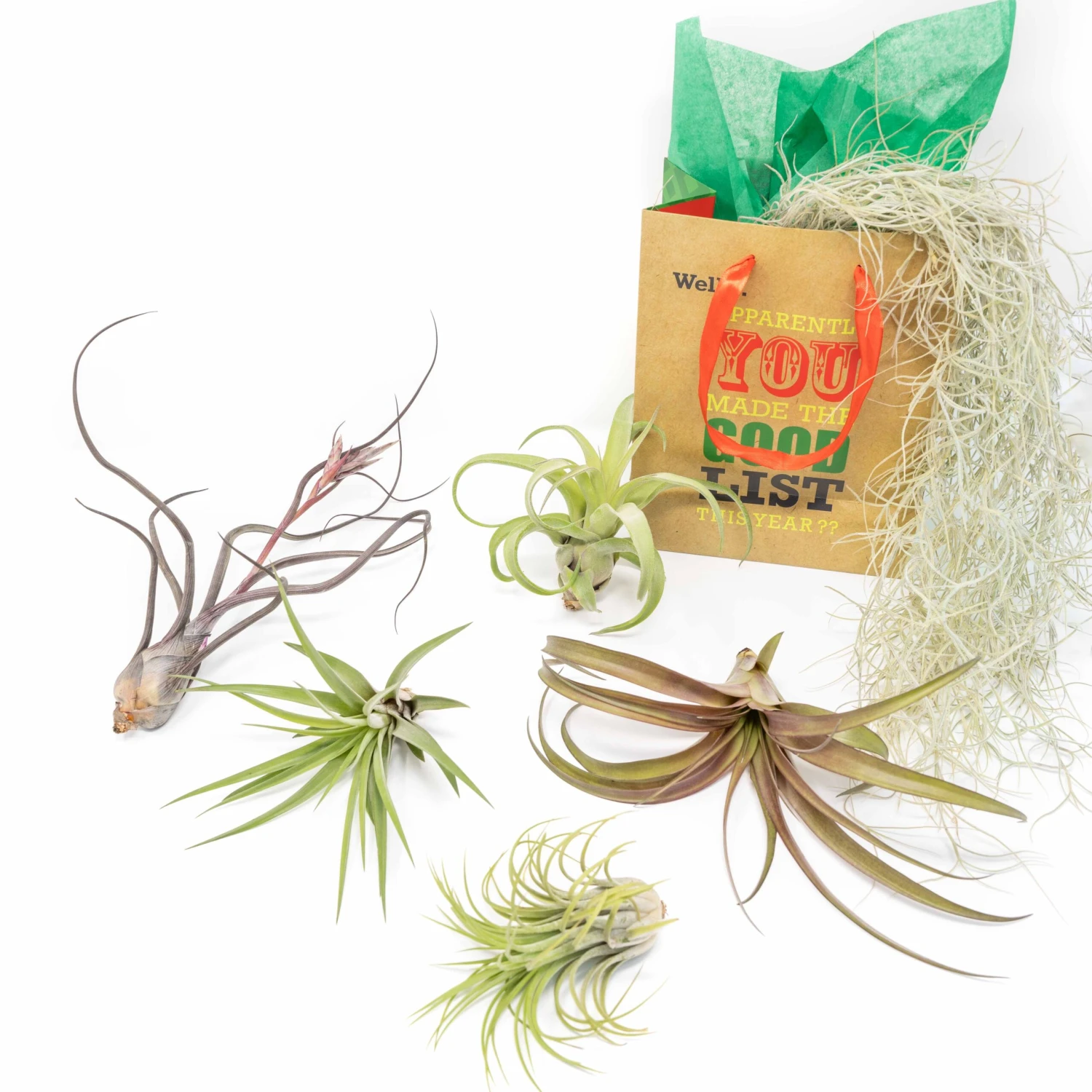 Holiday Gift Wrapped Premium Assortment Of 5 Tillandsia Air Plants With Spanish Moss 1 Holiday Gift Wrapped Premium Assortment Of 5 Tillandsia Air Plants With Spanish Moss