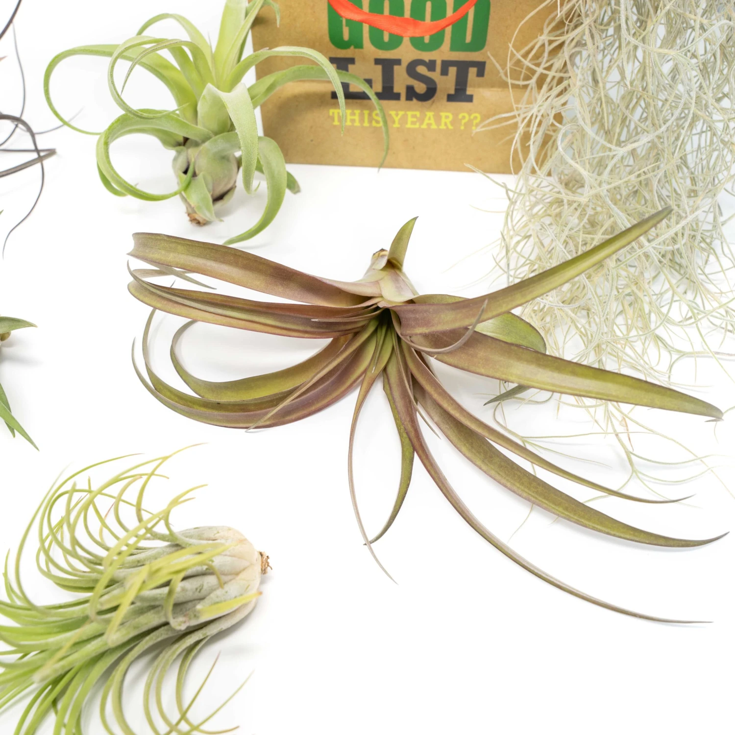 Holiday Gift Wrapped Premium Assortment Of 5 Tillandsia Air Plants With Spanish Moss 2 Holiday Gift Wrapped Premium Assortment Of 5 Tillandsia Air Plants With Spanish Moss - Image 2