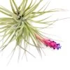 Tillandsia Stricta 'Midnight' Hybrid Air Plants