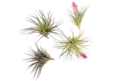 Tillandsia Stricta 'Midnight' Hybrid Air Plants -Air plant supply co. Tillandsia Air Plant Houston 1 scaled