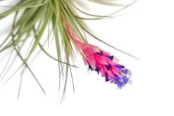 Tillandsia Stricta 'Midnight' Hybrid Air Plants -Air plant supply co. Tillandsia Air Plant Houston 3 2 scaled