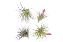 Tillandsia Stricta 'Midnight' Hybrid Air Plants -Air plant supply co. Tillandsia Air Plant Houston 4 scaled