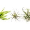 The Inca Collection Of Tillandsia Air Plants