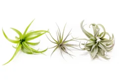 The Inca Collection Of Tillandsia Air Plants