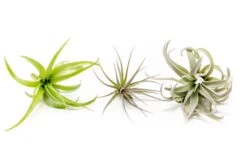 SALE - The Inca Collection Of Tillandsia Air Plants - Sets Of 9 Or 18 - 30% Off