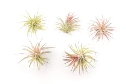 [IN BLUSH NOW!] Tillandsia Ionantha Fuego Air Plants -Air plant supply co. Tillandsia Air Plant Ionantha Fuego 5