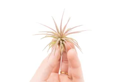 [IN BLUSH NOW!] Tillandsia Ionantha Fuego Air Plants -Air plant supply co. Tillandsia Air Plant Ionantha Fuego 7 scaled
