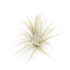 Tillandsia Ionantha Guatemala Air Plants