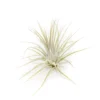 Tillandsia Ionantha Guatemala Air Plants