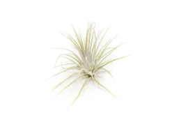SALE - The Yucatan Collection Of Tillandsia Air Plants - Set Of 10 Or 20 - 50% Off -Air plant supply co. Tillandsia Air Plant Ionantha Guatemala 1 6267e037 3ca7 41a5 94a6 4cdd745eb6bd 1 scaled
