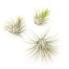 Set Of 3 Or 5 Tillandsia Ionantha Guatemala Air Plants - Save Up To 25%
