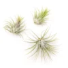 Set Of 3 Or 5 Tillandsia Ionantha Guatemala Air Plants - Save Up To 25%