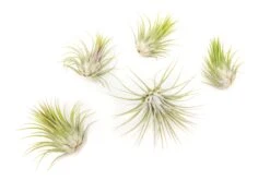 Set Of 3 Or 5 Tillandsia Ionantha Guatemala Air Plants - Save Up To 25% -Air plant supply co. Tillandsia Air Plant Ionantha Guatemala 4 e53fdfe1 063c 4cf8 bbd8 6fff493df343