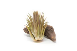 SALE - Tillandsia Ionantha Guatemala "Macho" Air Plants - Set Of 5 Or 10 - 30% Off -Air plant supply co. Tillandsia Air Plant Ionantha Macho 1 62200b30 dec3 4487 af79 c429efaeeb22 scaled