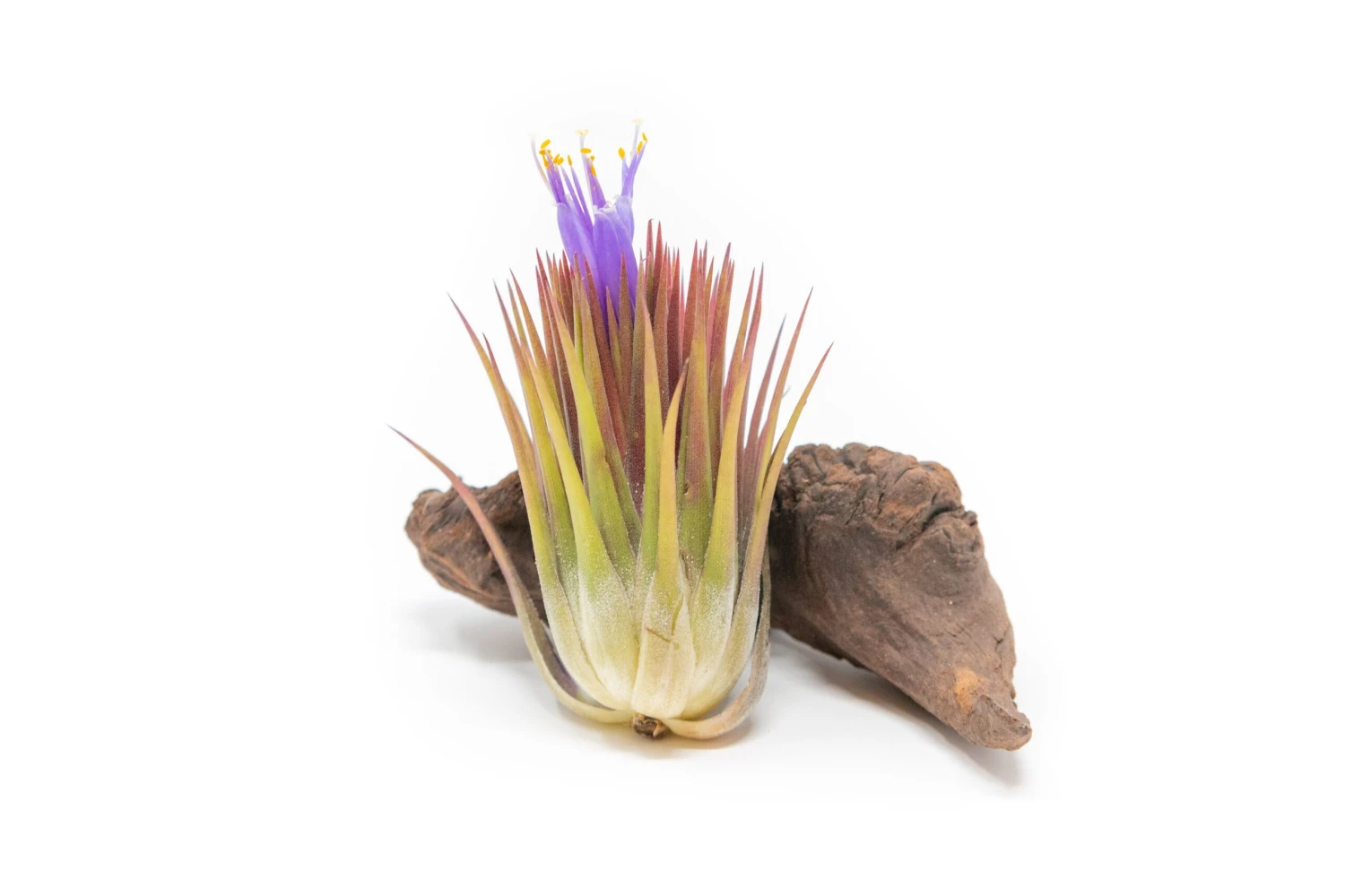 SALE - Tillandsia Ionantha Guatemala "Macho" Air Plants - Set Of 5 Or 10 - 30% Off 2 SALE - Tillandsia Ionantha Guatemala "Macho" Air Plants - Set Of 5 Or 10 - 30% Off - Image 2