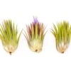 SALE - Tillandsia Ionantha Guatemala "Macho" Air Plants - Set Of 5 Or 10 - 30% Off