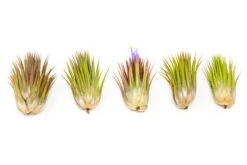 Tillandsia Ionantha Guatemala "Macho" Air Plant 7 Tillandsia Ionantha Guatemala "Macho" Air Plant -Air plant supply co. Tillandsia Air Plant Ionantha Macho 4