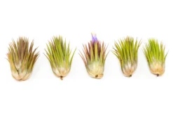 SALE - Tillandsia Ionantha Guatemala "Macho" Air Plants - Set Of 5 Or 10 - 30% Off -Air plant supply co. Tillandsia Air Plant Ionantha Macho 4 852b1ed5 e547 4c6b 87e2 b85b411ca334 scaled