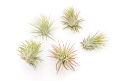 Large Tillandsia Ionantha Rubra Air Plants -Air plant supply co. Tillandsia Air Plant Ionantha Rubra 1 1