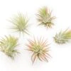 SALE - Tillandsia Ionantha Rubra Air Plants - Set Of 10 Or 20 - 40% Off