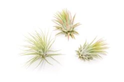 Tillandsia Ionantha Rubra Air Plants -Air plant supply co. Tillandsia Air Plant Ionantha Rubra 2 1