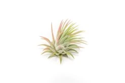 SALE - Tillandsia Ionantha Rubra Air Plants - Set Of 10 Or 20 - 40% Off -Air plant supply co. Tillandsia Air Plant Ionantha Rubra 3