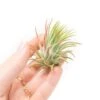 Tillandsia Ionantha Rubra Air Plants