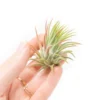 Tillandsia Ionantha Rubra Air Plants