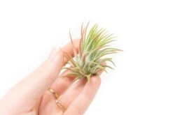 SALE - Tillandsia Ionantha Rubra Air Plants - Set Of 10 Or 20 - 40% Off -Air plant supply co. Tillandsia Air Plant Ionantha Rubra 4