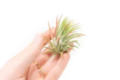 SALE - Tillandsia Ionantha Rubra Air Plants - Set Of 10 Or 20 - 40% Off -Air plant supply co. Tillandsia Air Plant Ionantha Rubra 4 scaled